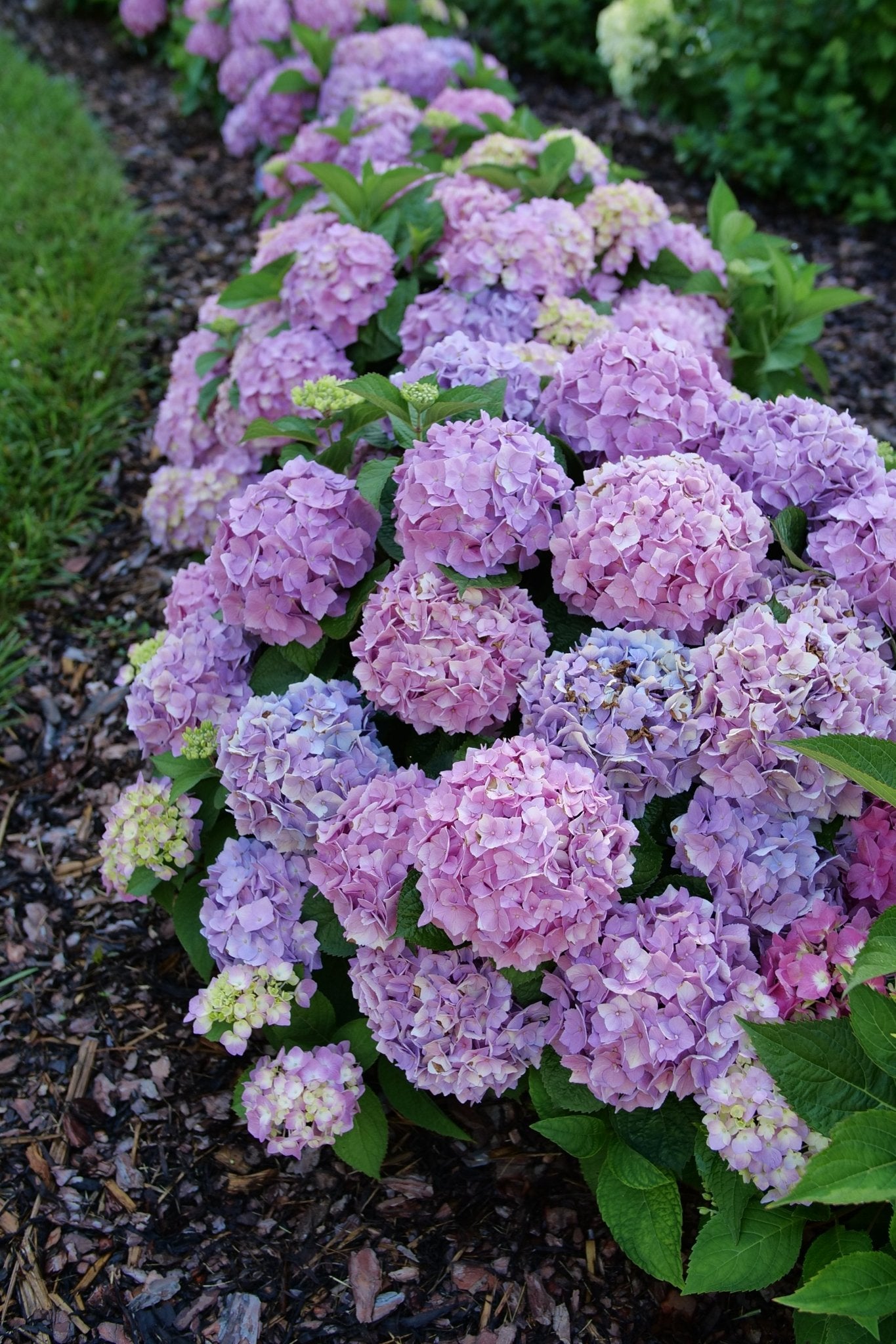 Let's Dance® Sky View® Mountain Hydrangea | Buy at NatureHills.com
