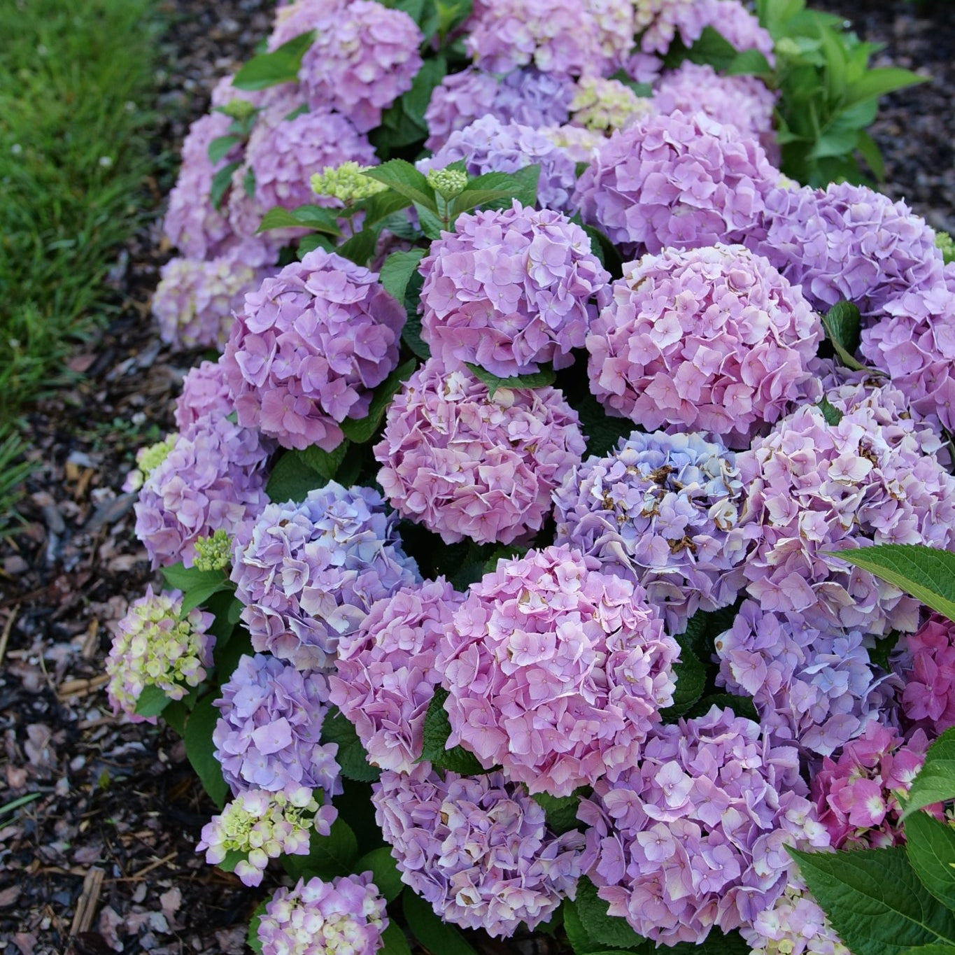Let's Dance Sky View Mountain Hydrangea shrub covered in pink, purple, and blue mophead blooms growing in a mulched garden border.