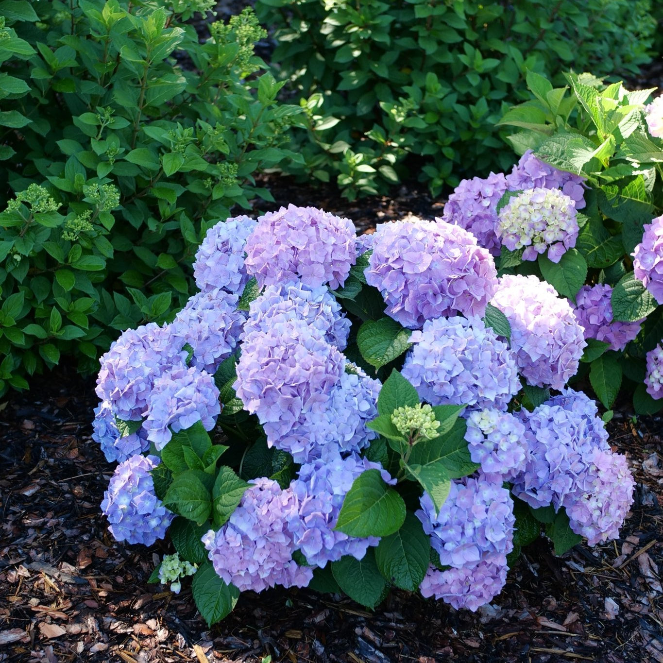 Let's Dance Sky View Mountain Hydrangea blooming in a garden bed with blue and lavender mophead flowers over dark mulch.