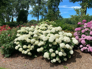 INCREDIBALL STORM PROOF™ Smooth Hydrangea