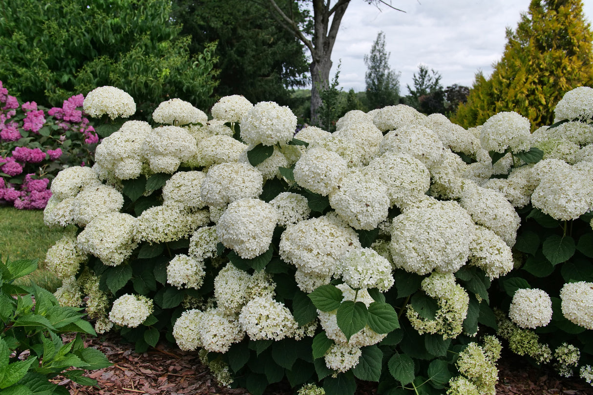 INCREDIBALL STORM PROOF™ Smooth Hydrangea