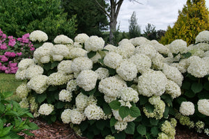 INCREDIBALL STORM PROOF™ Smooth Hydrangea