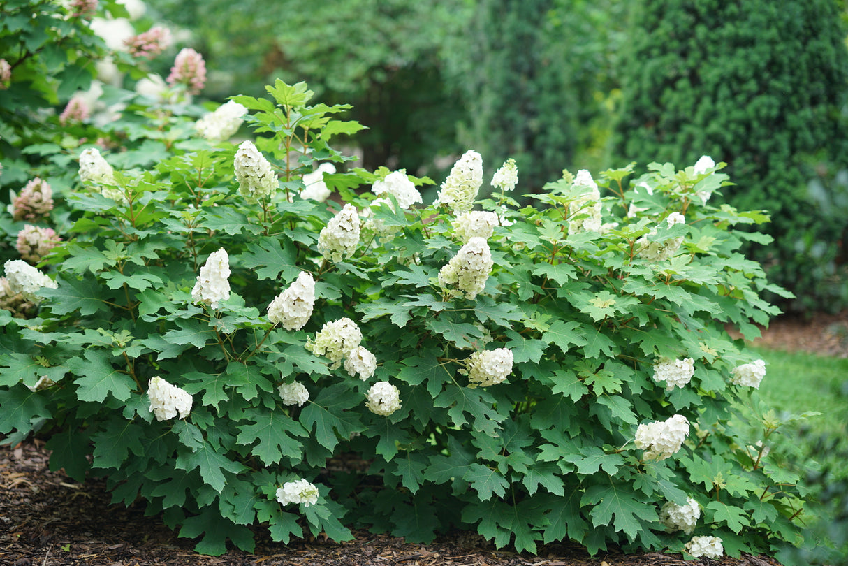 Gatsby Glow Ball® Oakleaf Hydrangea