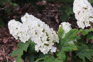 Gatsby Glow Ball® Oakleaf Hydrangea