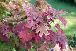 Gatsby Glow Ball® Oakleaf Hydrangea
