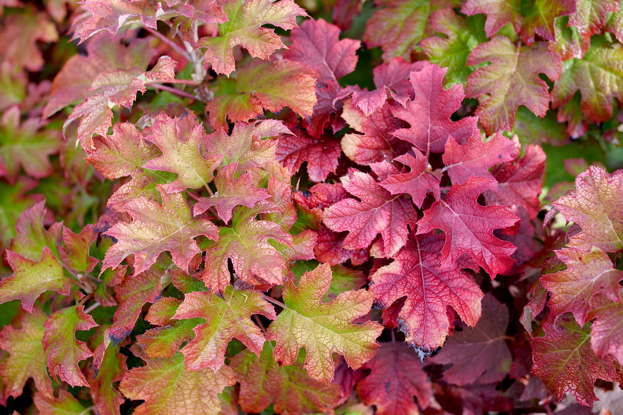 Gatsby Glow Ball® Oakleaf Hydrangea