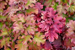 Gatsby Glow Ball® Oakleaf Hydrangea
