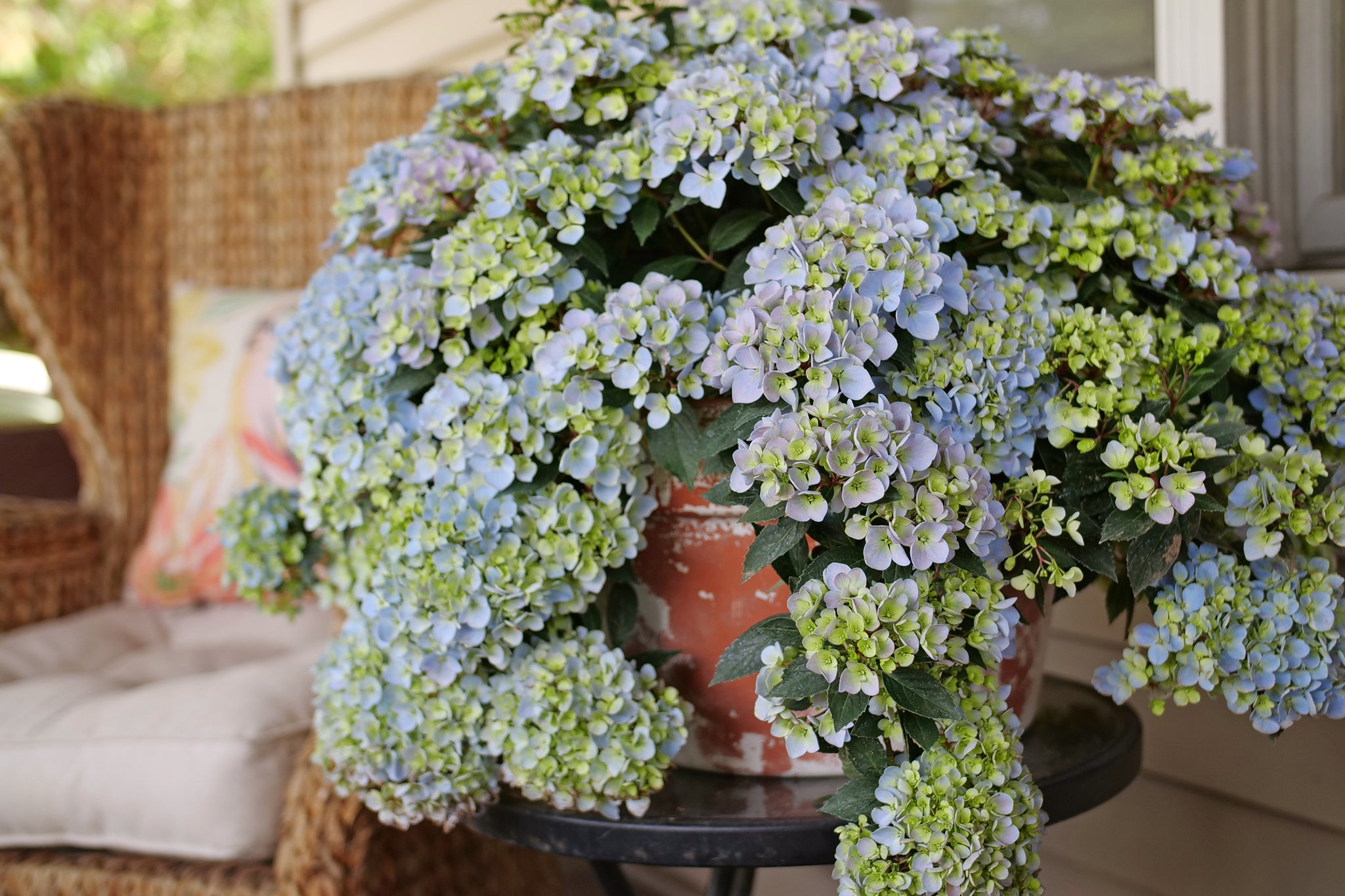 Fairytrail Fresco Hydrangea | Early Blooming Cascader | Nature Hills