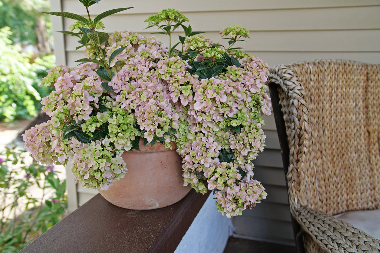Fairytrail Fresco® Cascade Hydrangea