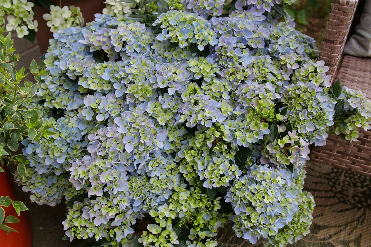Fairytrail Fresco® Cascade Hydrangea