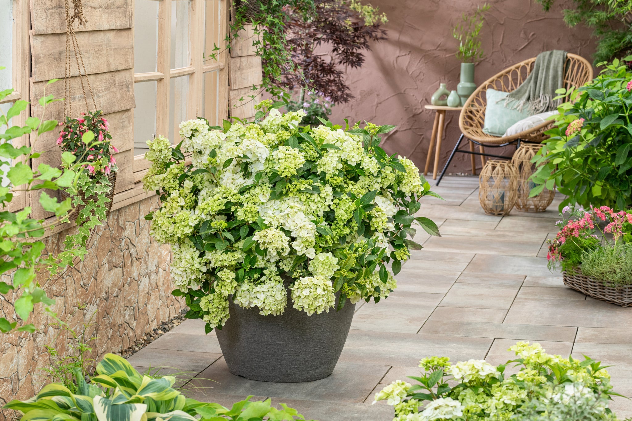 Fairytrail Green Cascade Hydrangea | Buy at NatureHills.com
