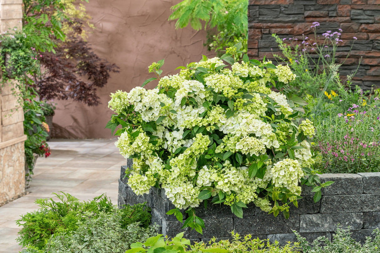 Fairytrail® Green Cascade Hydrangea