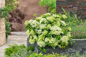 Fairytrail® Green Cascade Hydrangea