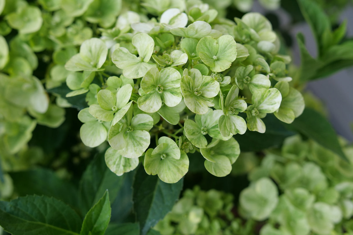 Fairytrail® Green Cascade Hydrangea