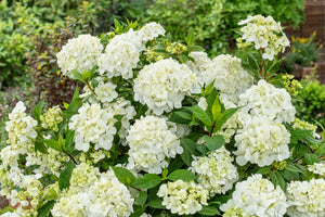 Fairytrail® White Cascade Hydrangea