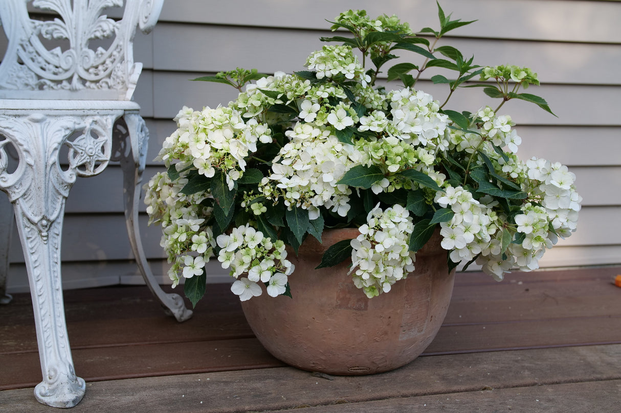 Fairytrail® White Cascade Hydrangea