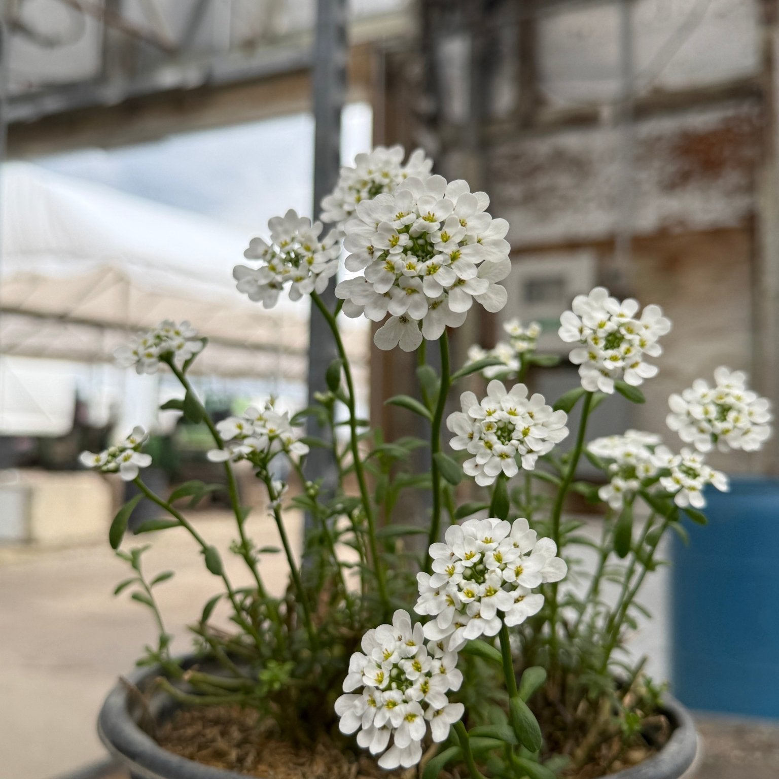 white flowering potted plants Alexander's White Candytuft