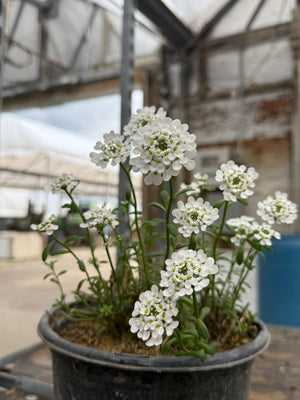 Alexander's White Candytuft displays pristine white clustered flowers with yellow centers on green stems in a greenhouse container setting.