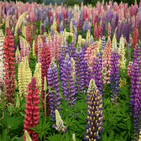 Russell Hybrid Lupines