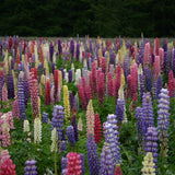 Russell Hybrid Lupines