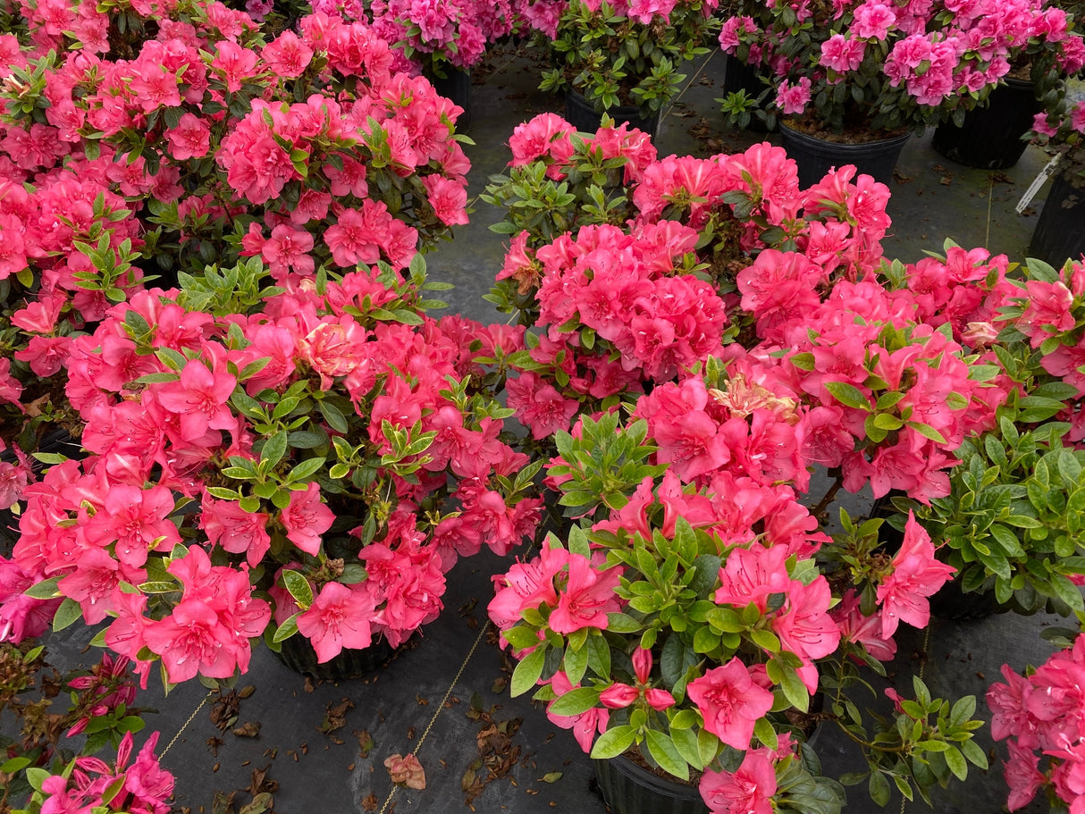 Perfecto Mundo® Epic Coral® Azalea