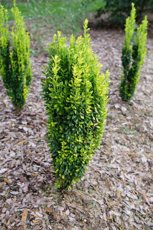 Glow Stick Japanese Holly