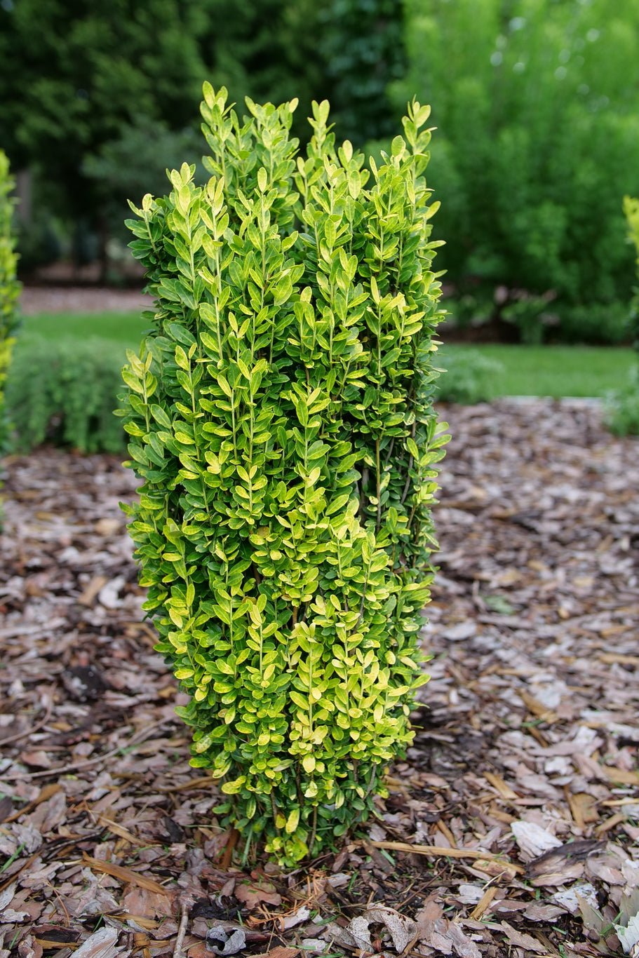 Glow Stick Japanese Holly: Golden Column | Nature Hills