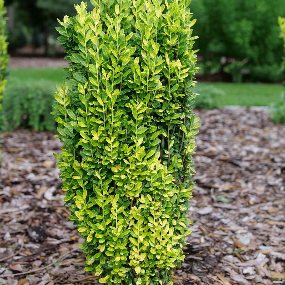 Glow Stick Japanese Holly