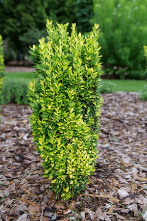 Glow Stick Japanese Holly