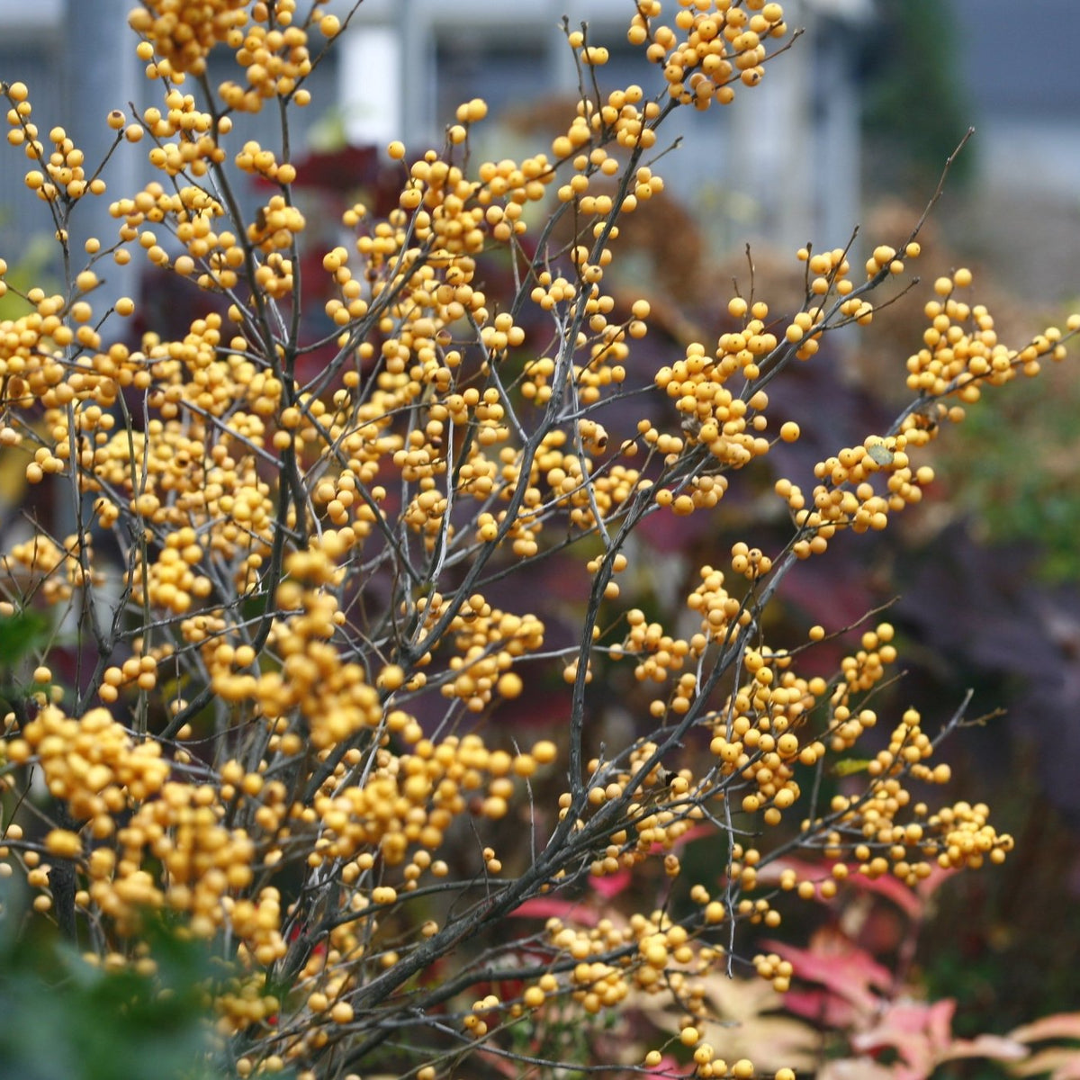 Berry Heavy® Gold Winterberry | Yellow Winter Fruit | Nature Hills