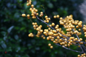 Berry Heavy® Gold Winterberry