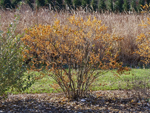 Berry Heavy® Gold Winterberry