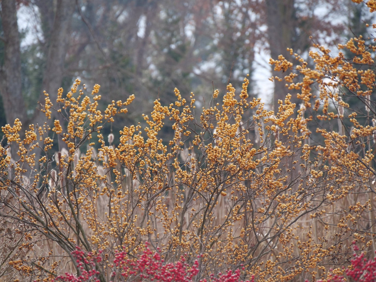 Berry Heavy® Gold Winterberry