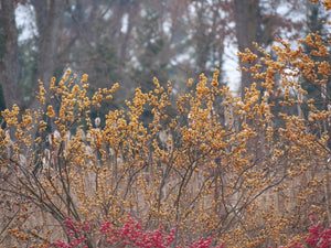 Berry Heavy® Gold Winterberry