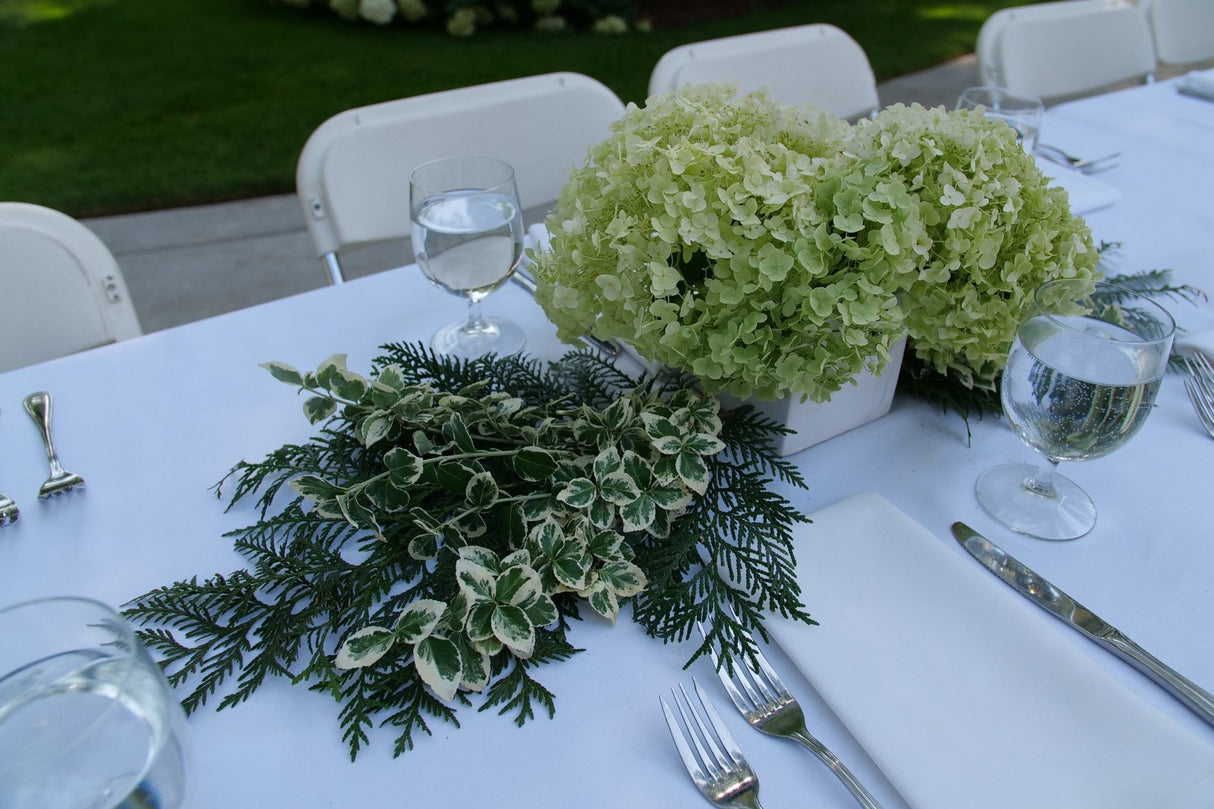 White Album® Wintercreeper Euonymus