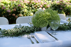 White Album® Wintercreeper Euonymus