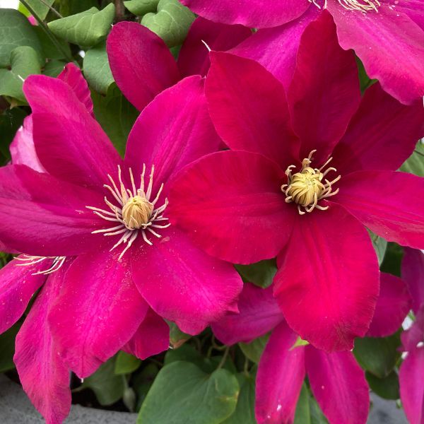 Issey Clematis Blooms