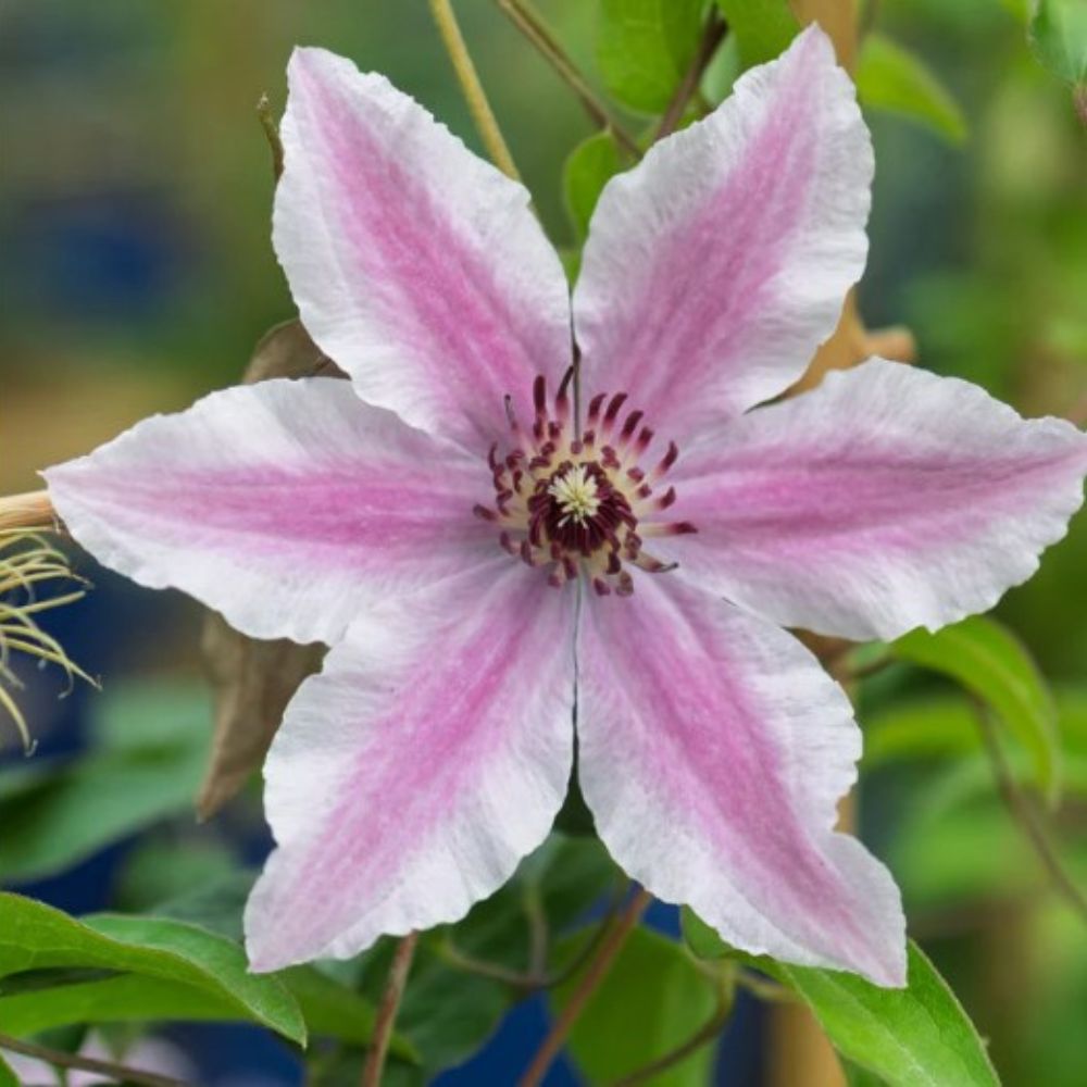 Reblooming Clematis vine. The 'Ithemba' cultivar provides long-season color for fences, mailboxes, and pergolas. Easy-care perennial for sunny spots.