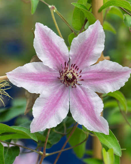 Pink and white clematis flowers with green leaves on a blurred natural background