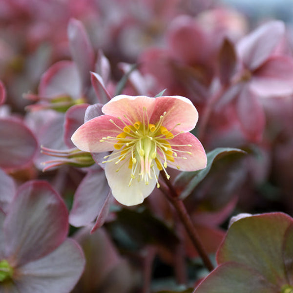 Camelot® Lenten Rose