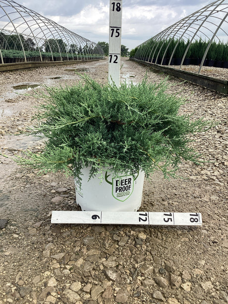 Montana Moss Juniper in Nursery Production Setting.