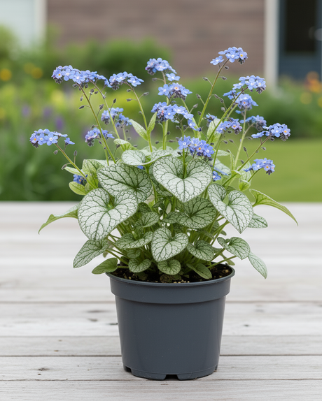 Jack Frost Brunnera ina nursery pot
