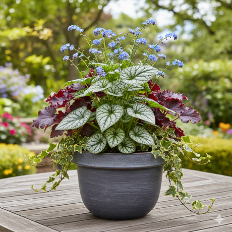 Potted Jack Frost Brunnera plant with blue flowers and green leaves on a wooden surface