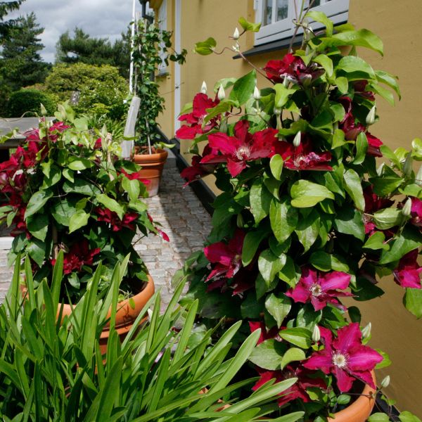 Jie Clematis Blooming