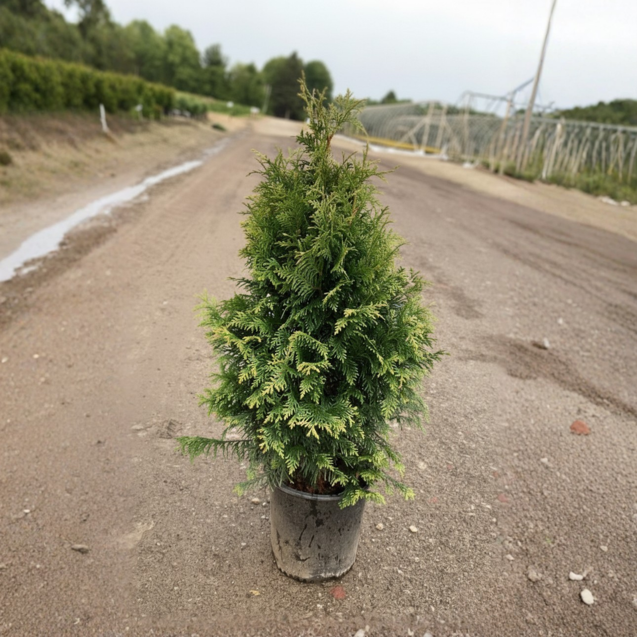 Junior Giant Arborvitae