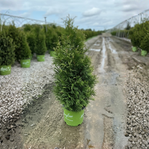 Junior Giant Arborvitae