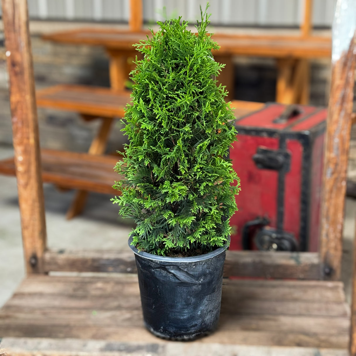 Get lush, fast privacy with the Junior Giant Arborvitae. This smaller version of the Green Giant thrives year-round, offering elegant winter greenery for hedges, borders, and festive backdrops.