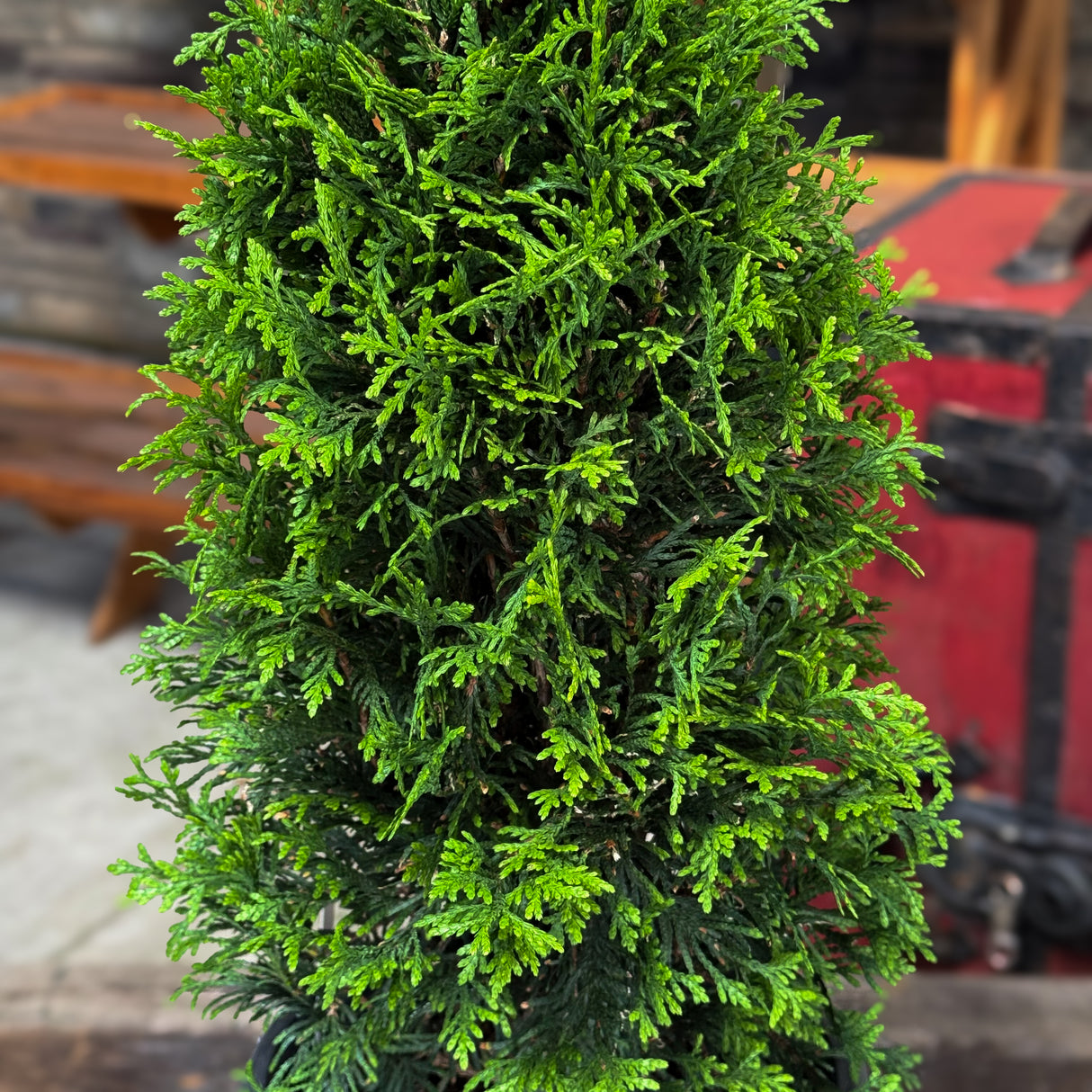 Get lush, fast privacy with the Junior Giant Arborvitae. This smaller version of the Green Giant thrives year-round, offering elegant winter greenery for hedges, borders, and festive backdrops.