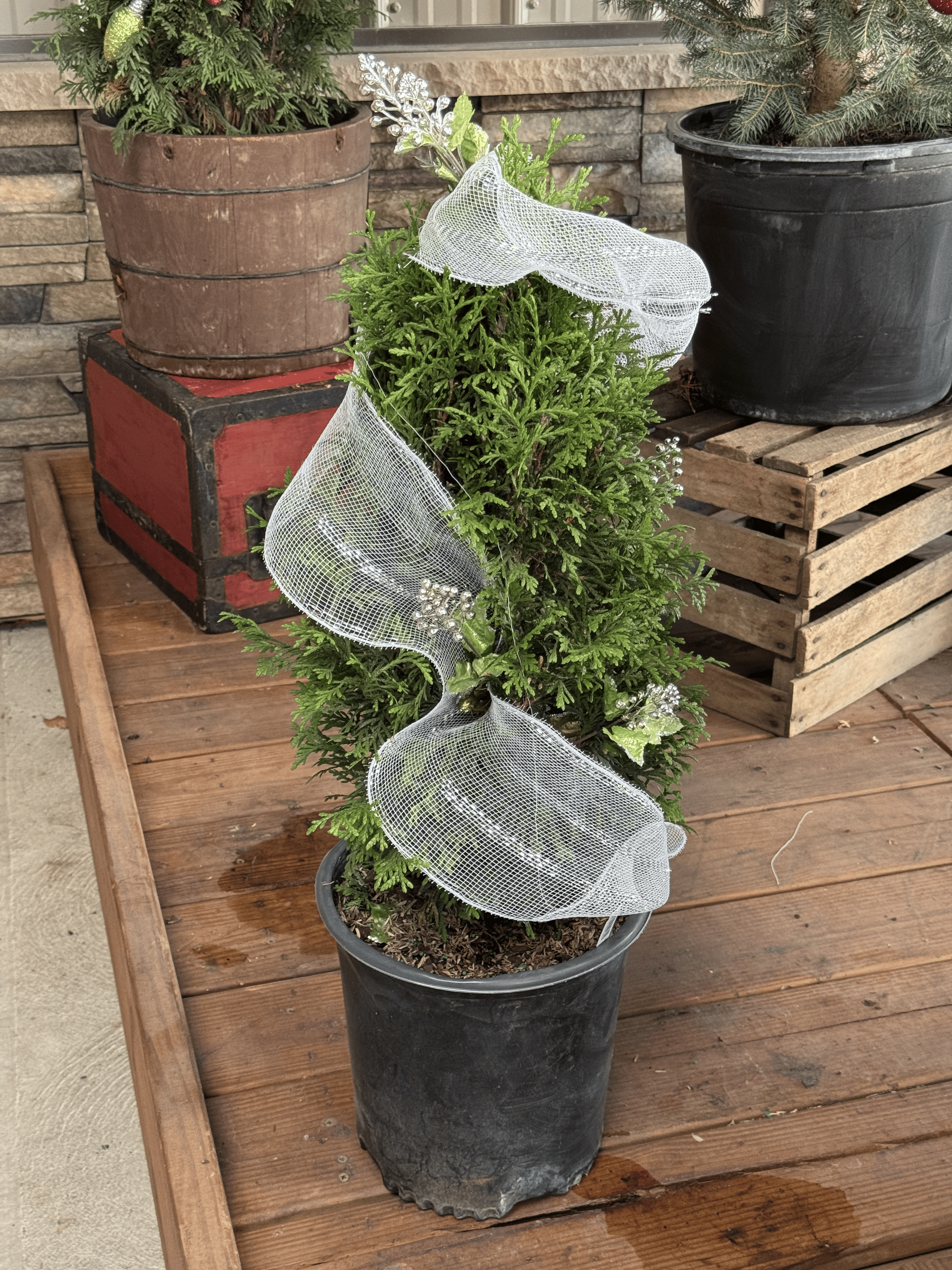 Get lush, fast privacy with the Junior Giant Arborvitae. This smaller version of the Green Giant thrives year-round, offering elegant winter greenery for hedges, borders, and festive backdrops.