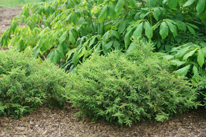 Tortuga® Juniper